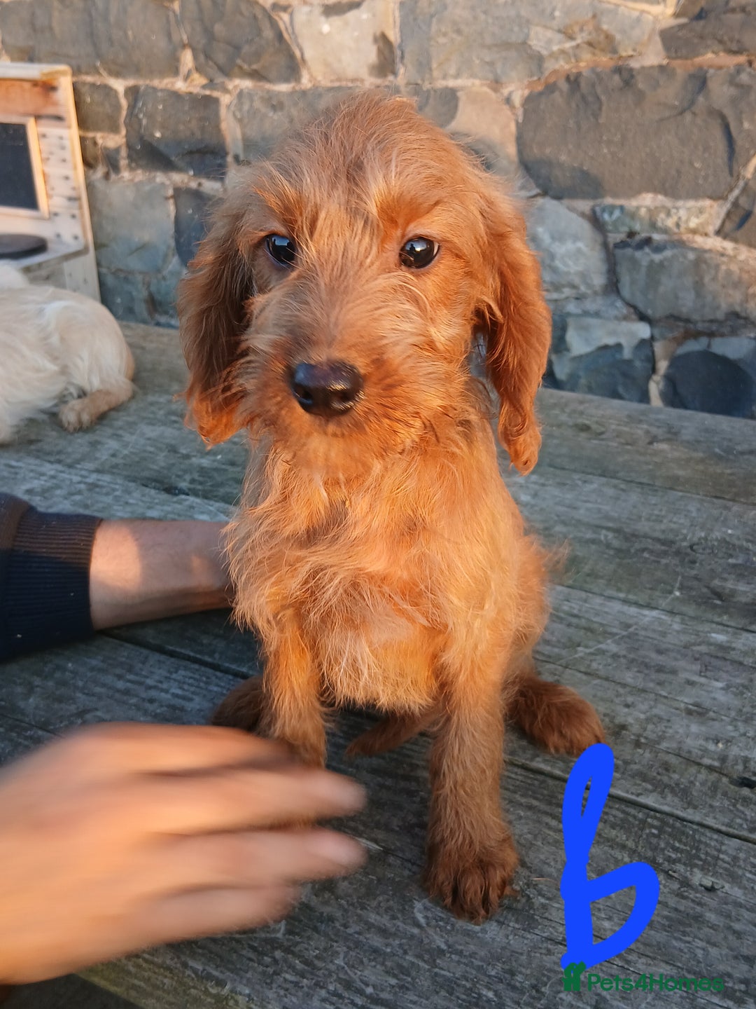 Labradoodle dogs for sale: Labradoodle pups for sale - Image 11