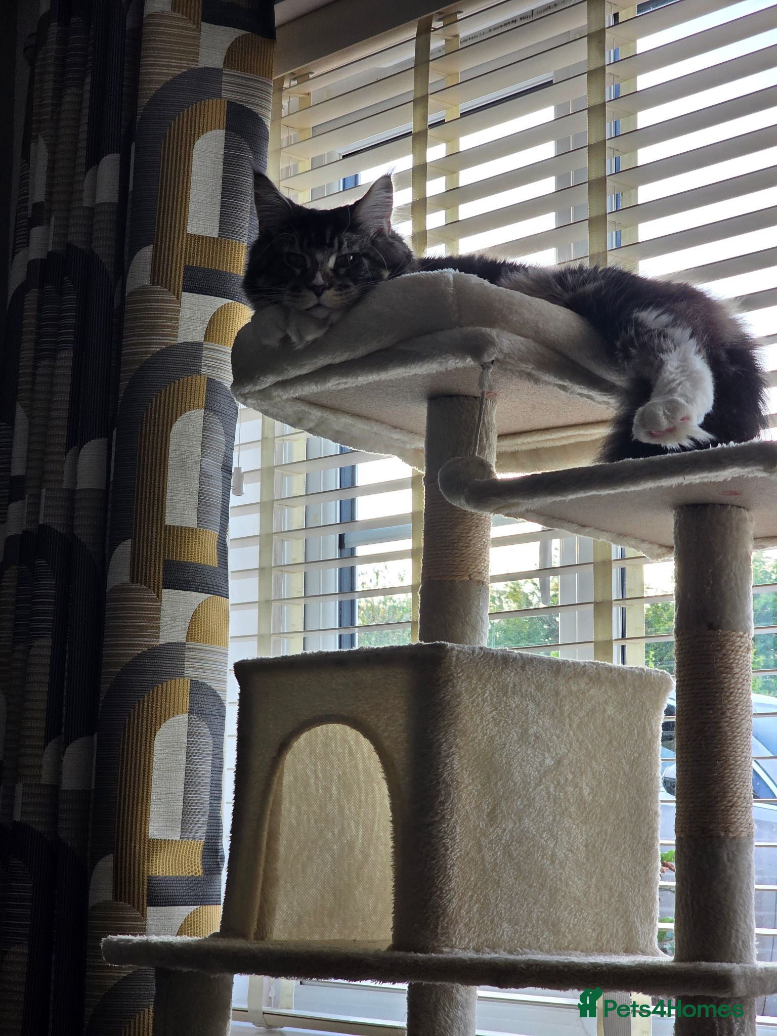 Maine Coon cats maine coon male 9months old  - Advert 1