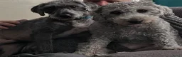 Bedlington Terrier dogs for sale: Bedlington Cross - Advert 14