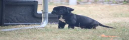 Presa Canario dogs for sale: World class presa canarios  - Advert 5