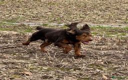 Cockerdor dogs for sale: 🐶Cockerdor Puppies 🐶 - Image 26