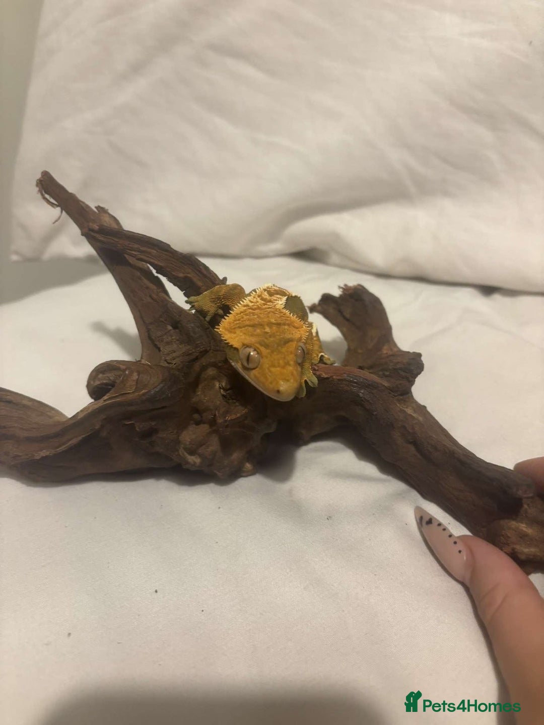 Gecko reptiles for sale: 2 Crested Geckos - Advert 5