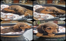 Miniature Dachshund dogs for sale: **READY ** KC REG LONG HAIR MINIATURE DACHSHUNDS - Image 10