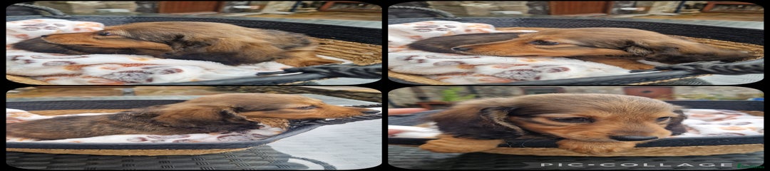 Miniature Dachshund Puppy 2