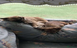 Mixed Breed dogs for adoption: Tiny Minxy - Image 4