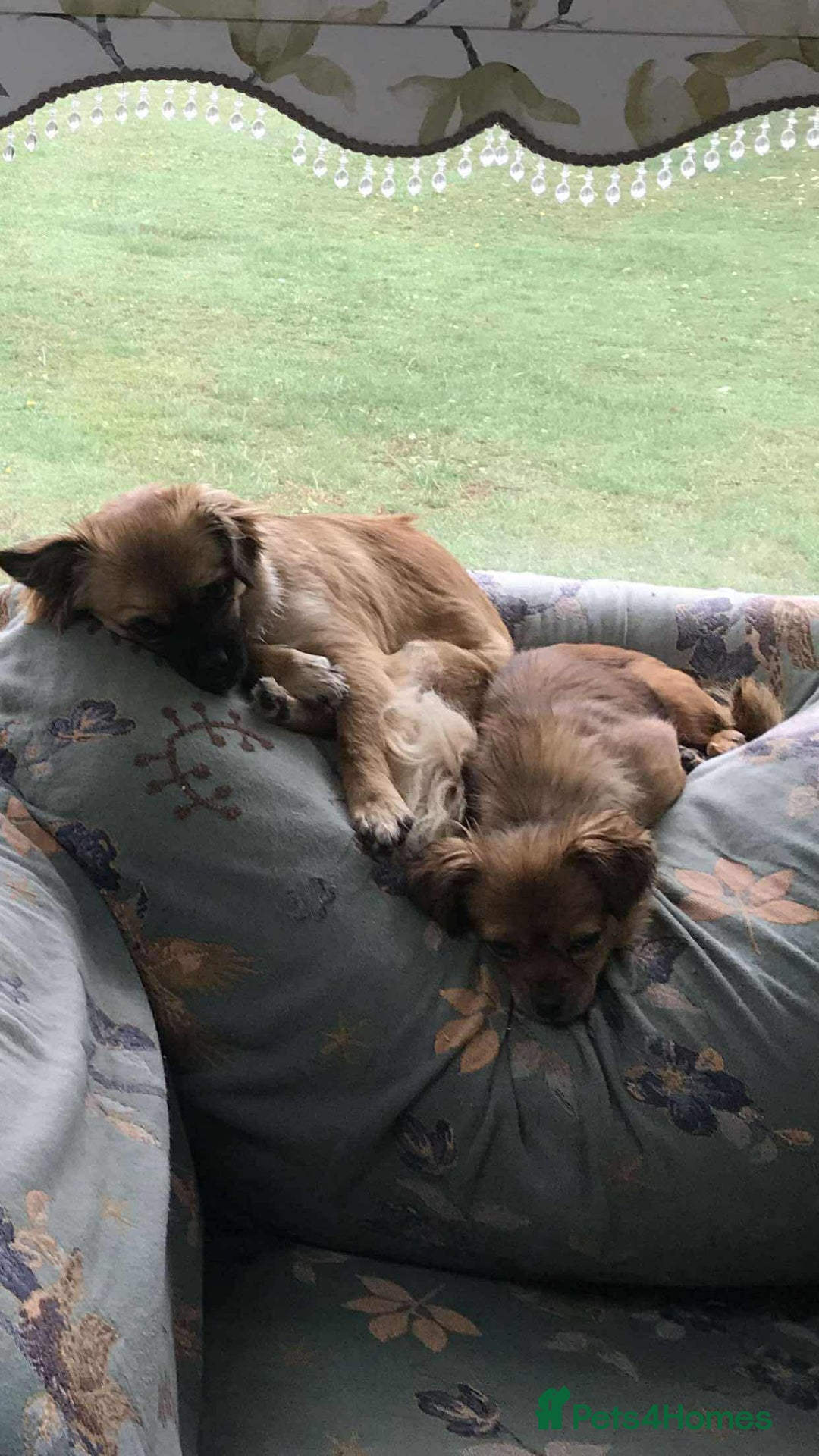 Mixed Breed dogs for adoption: Tiny Minxy - Image 4