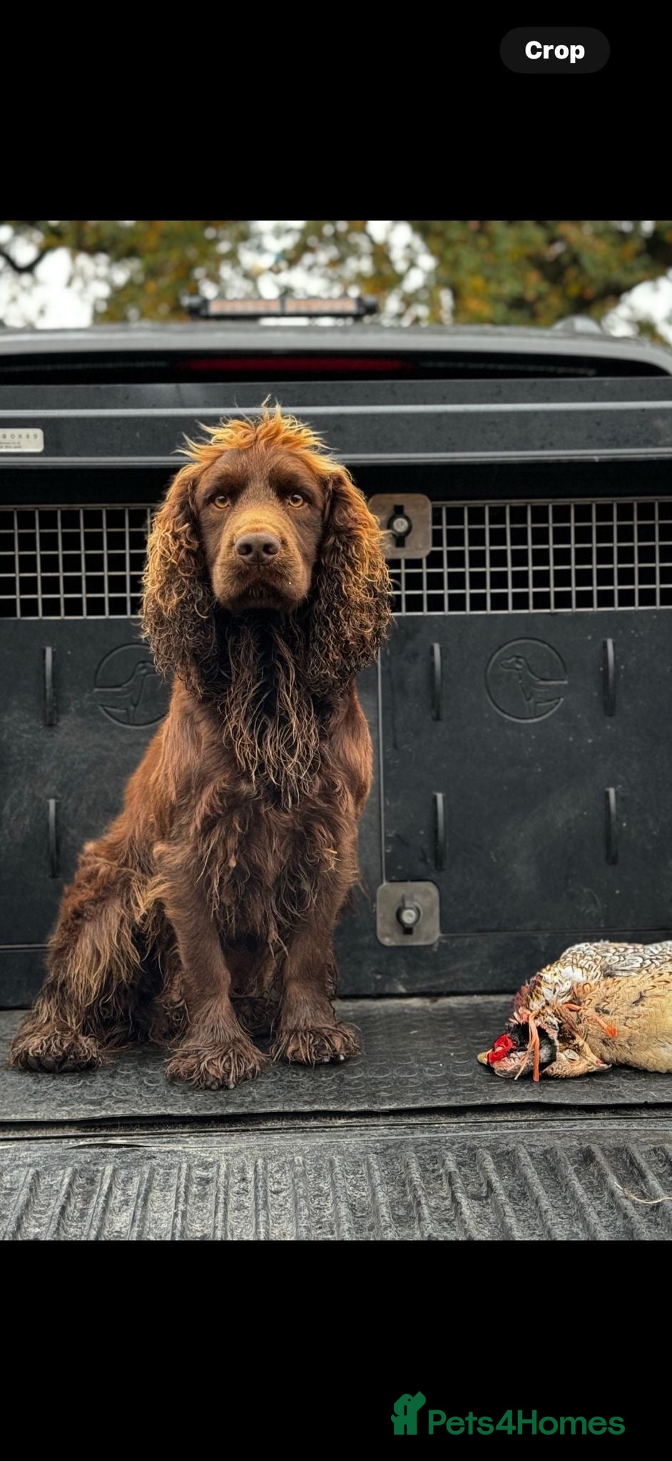 Cocker Spaniel dogs Kc reg Stunning Cocker spaniel  - Advert 14