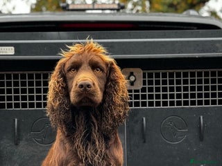 Cocker Spaniel dogs Kc reg Stunning Cocker spaniel - Advert 14
