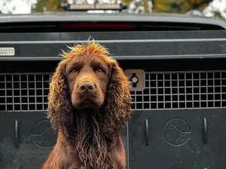 Cocker Spaniel dogs Kc reg Stunning Cocker spaniel - Advert 4