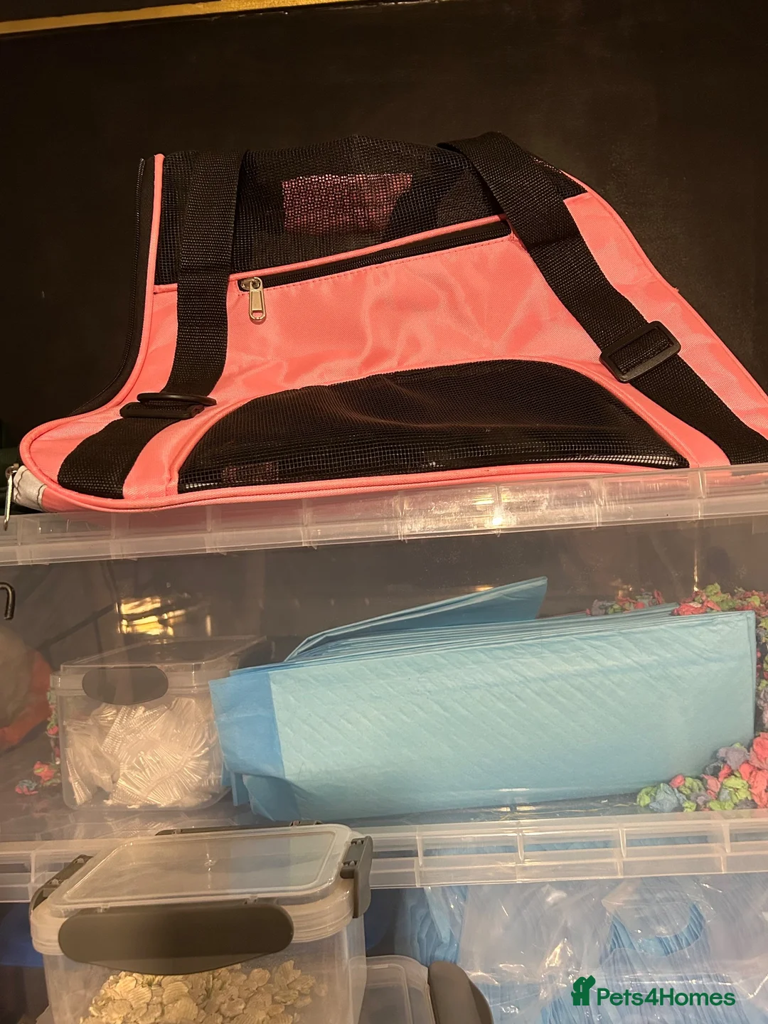 Guinea Pig rodents for sale: 2 Male guinea pigs (plus entire setup) - Advert 2