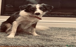 Border Collie dogs for sale: Border Collie - Image 1