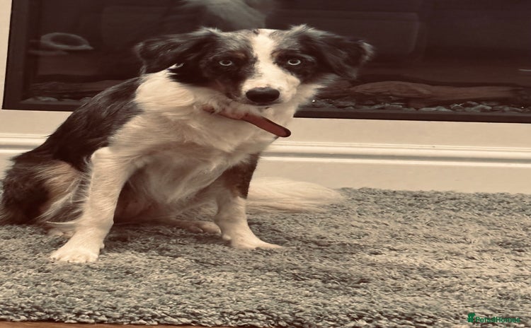 Border Collie dogs - Advert 9