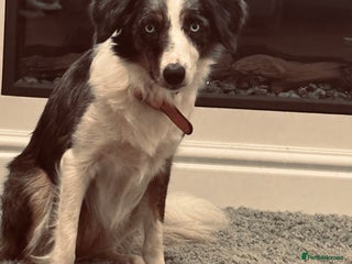 Border Collie dogs Border Collie - Advert 6