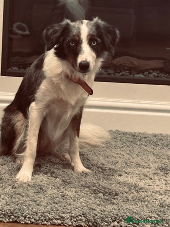 Border Collie dogs - Advert 1