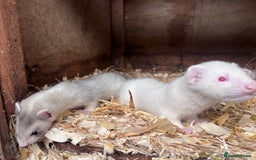 Ferret rodents for sale: Male ferrets born may 25 - Image 4