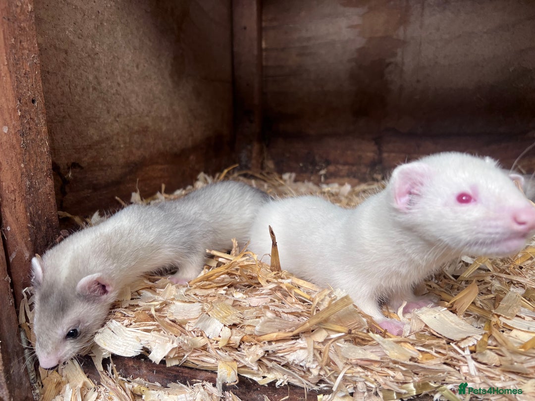 Ferret rodents for sale: Male ferrets born may 25 - Image 4