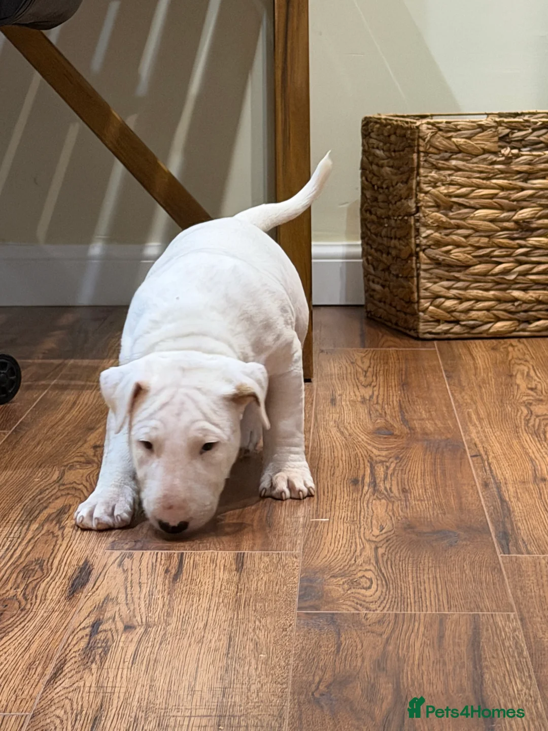 English Bull Terrier dogs for sale: CH BLOODLINE TOP BULL TERRIER PUPPIES - Advert 3