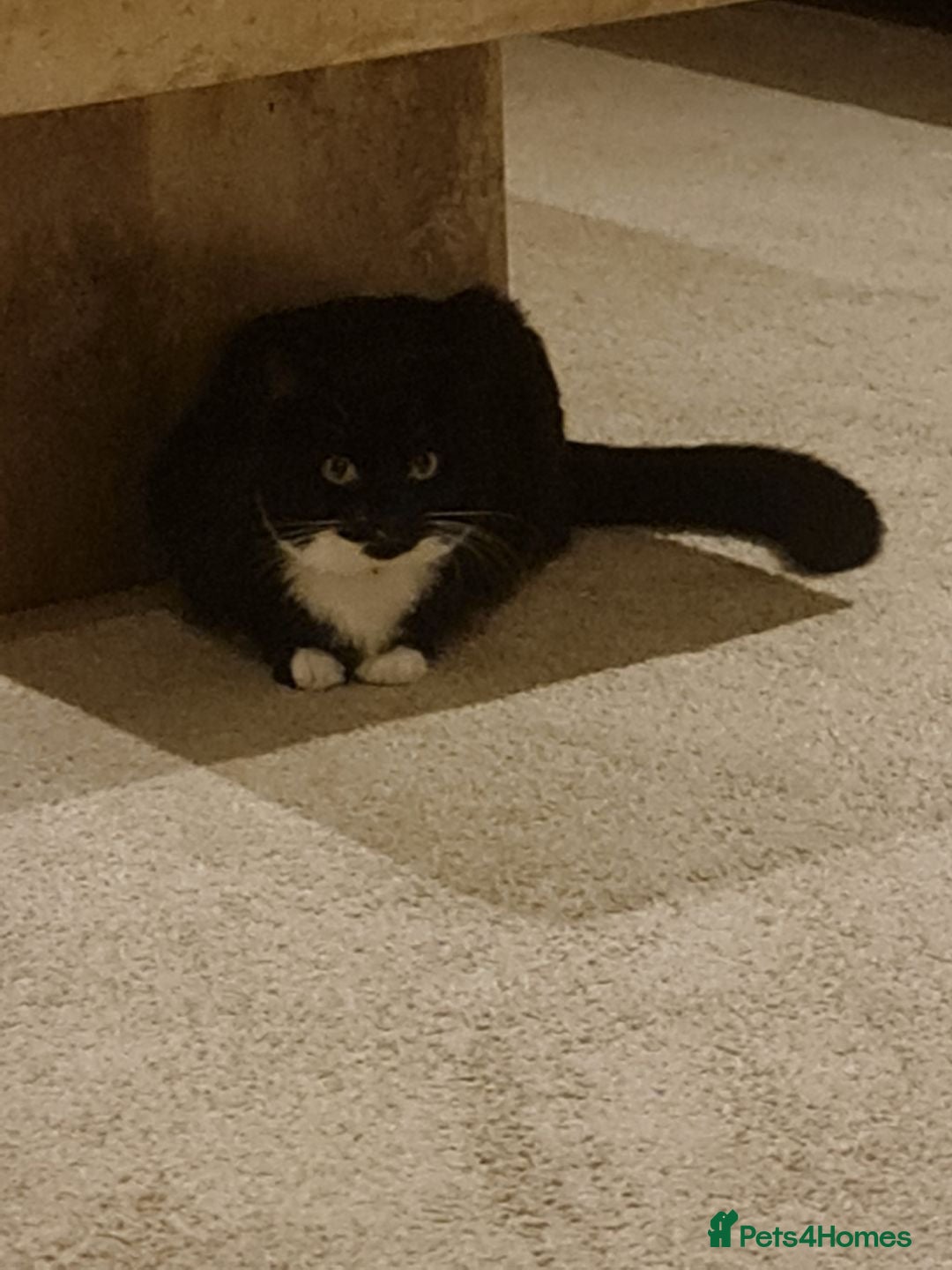 Mixed Breed cats for sale: Maincoon mix cat - Advert 4