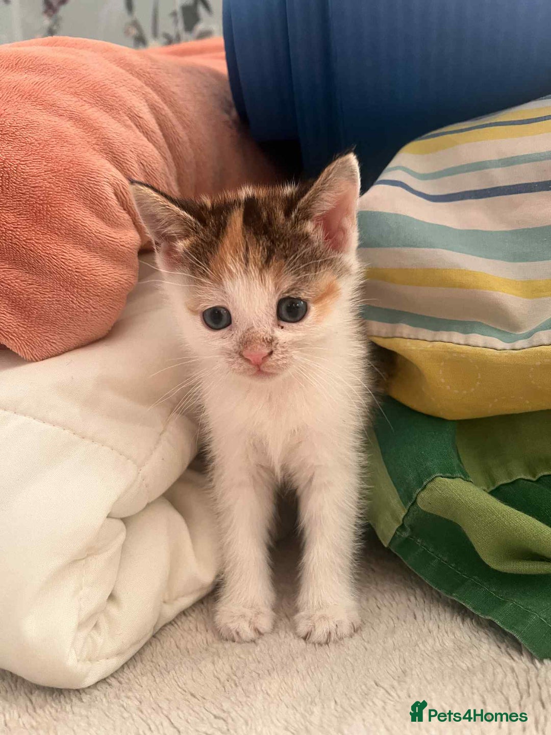 Mixed Breed cats for sale: For sale kittens  - Advert 6