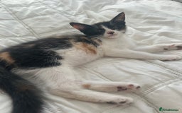 British Shorthair cats for sale: Tabby girl Kittten ready to leave  - Image 2