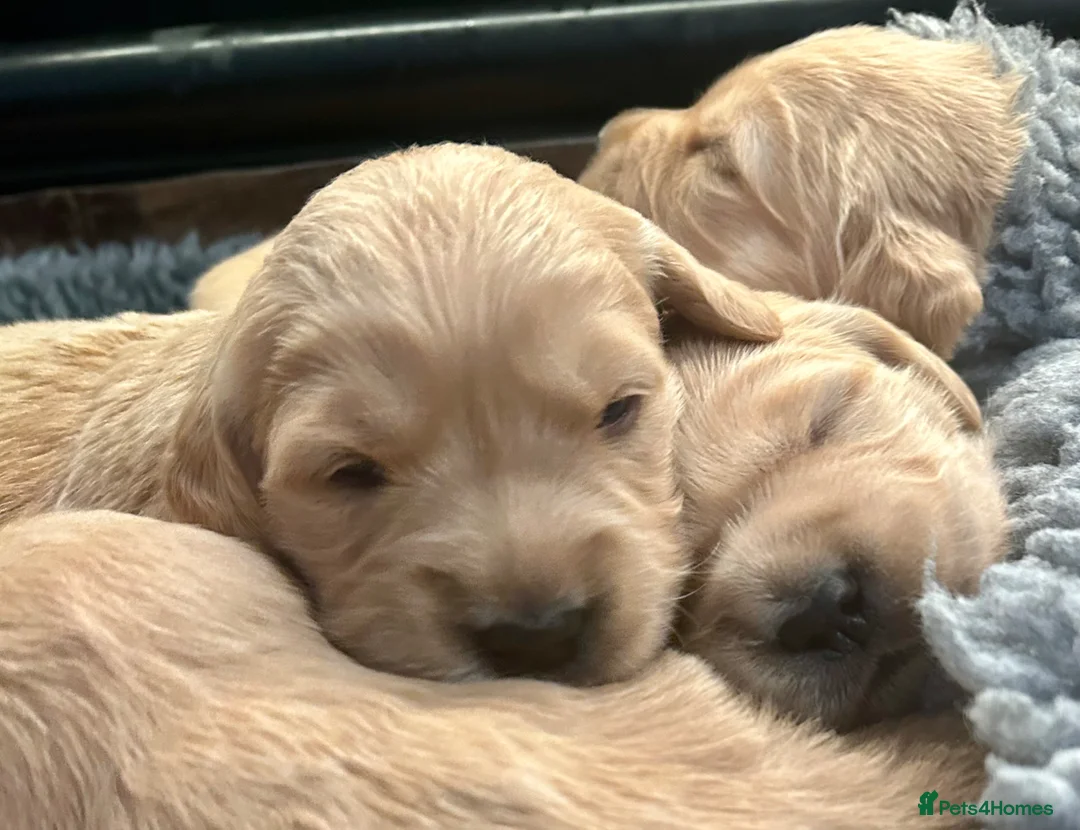 Golden Retriever dogs for sale: Stunning KC reg Golden Retriever babies - Advert 11