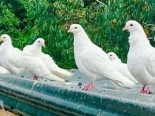 Pigeons birds - Advert 9