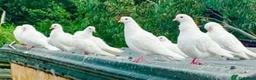 Pigeons birds for sale: White Pigeons / Doves For Sale - Advert 1