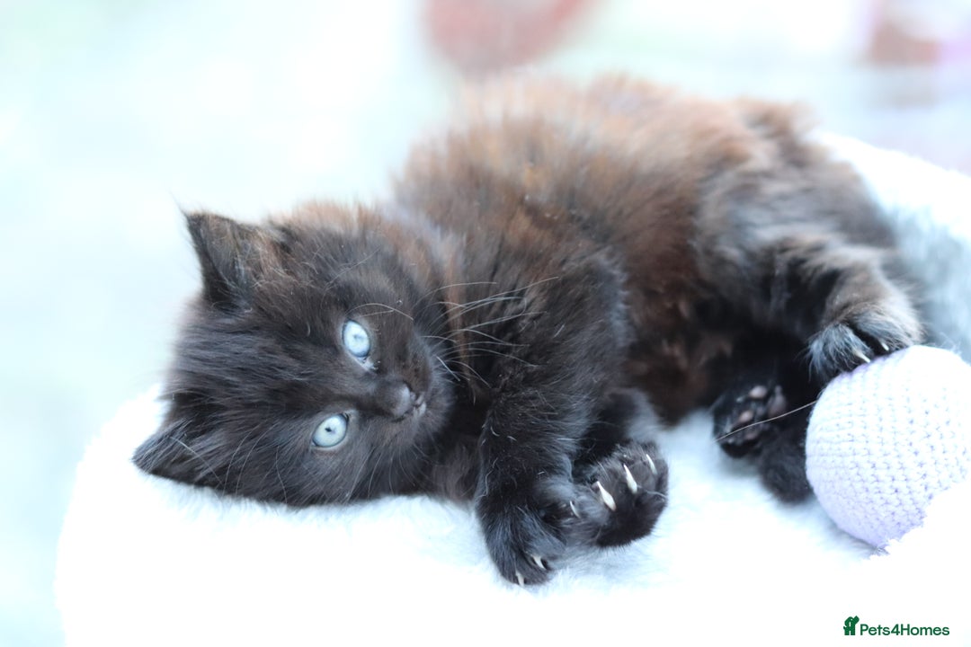 Mixed Breed cats for sale: Adorable Kittens - Advert 15