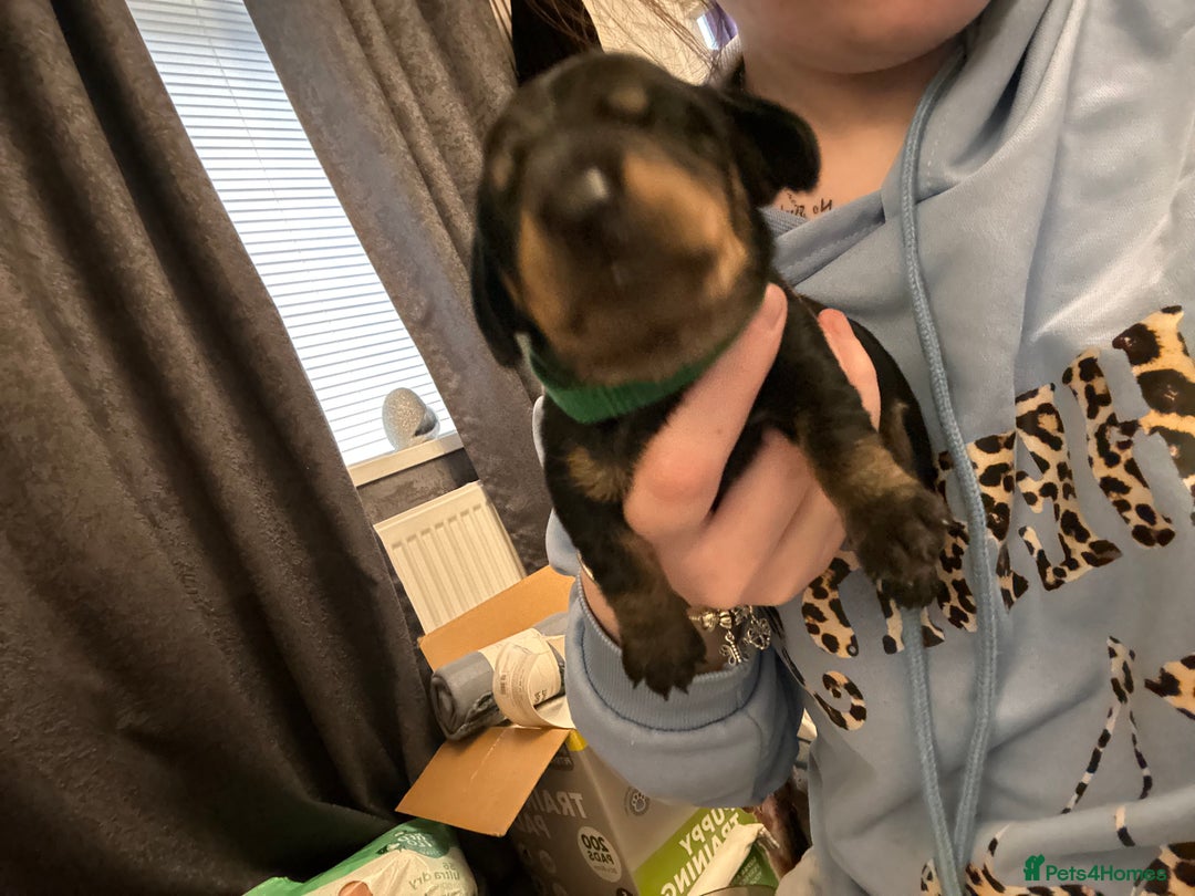 Dachshund dogs for sale: Litter of 8 beautiful dachshund puppies🩵🩷 - Advert 6