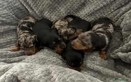 Miniature Dachshund dogs for sale: Miniature dachshund puppies  - Advert 6