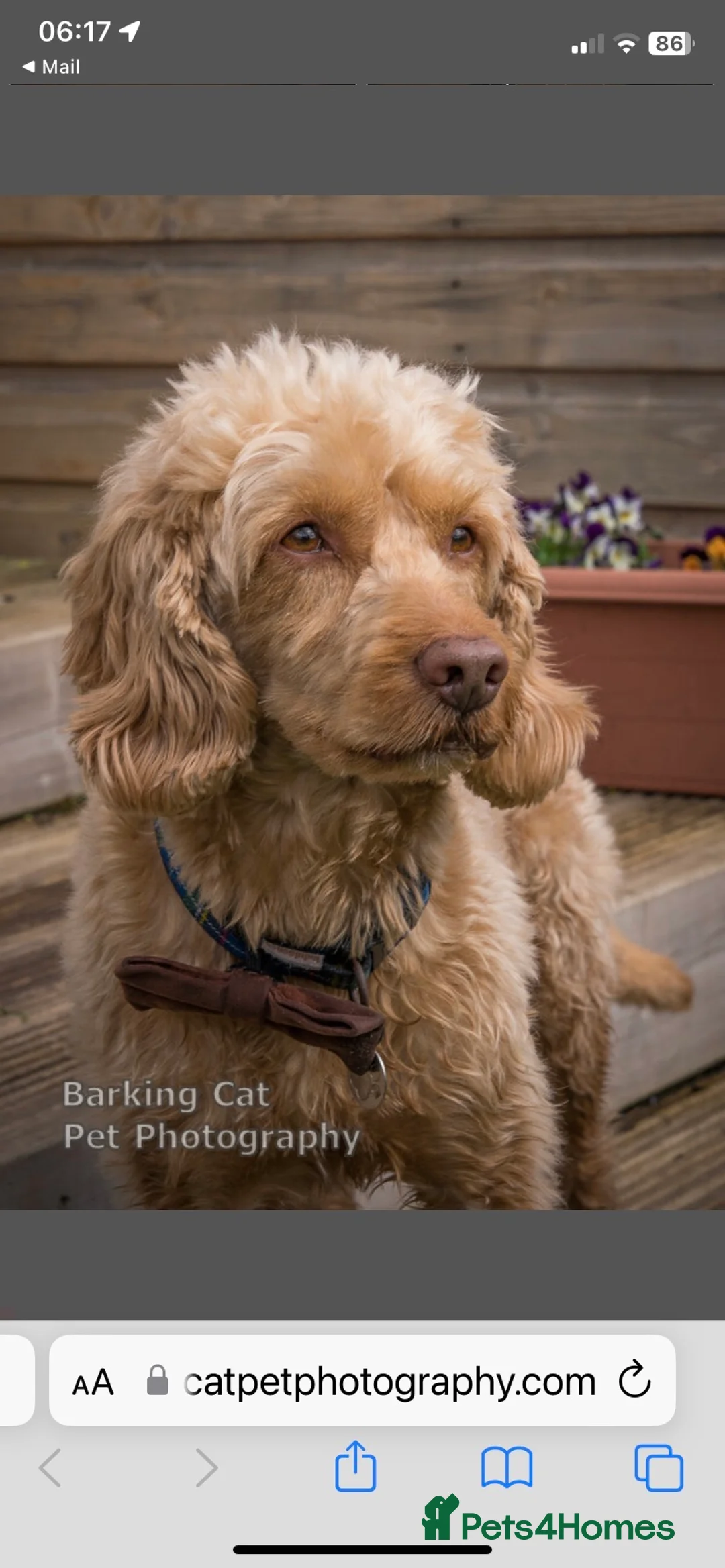Cockapoo dogs for stud: BAXTER Makes Beautiful Babies 🐾 in Haddington - Advert 8