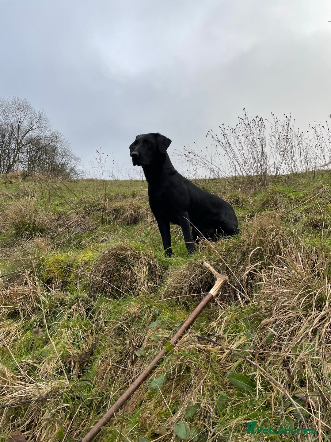 Labrador Retriever dogs for stud: Health Tested KC Registered Black Labrador Stud in Ashbourne - Advert 4