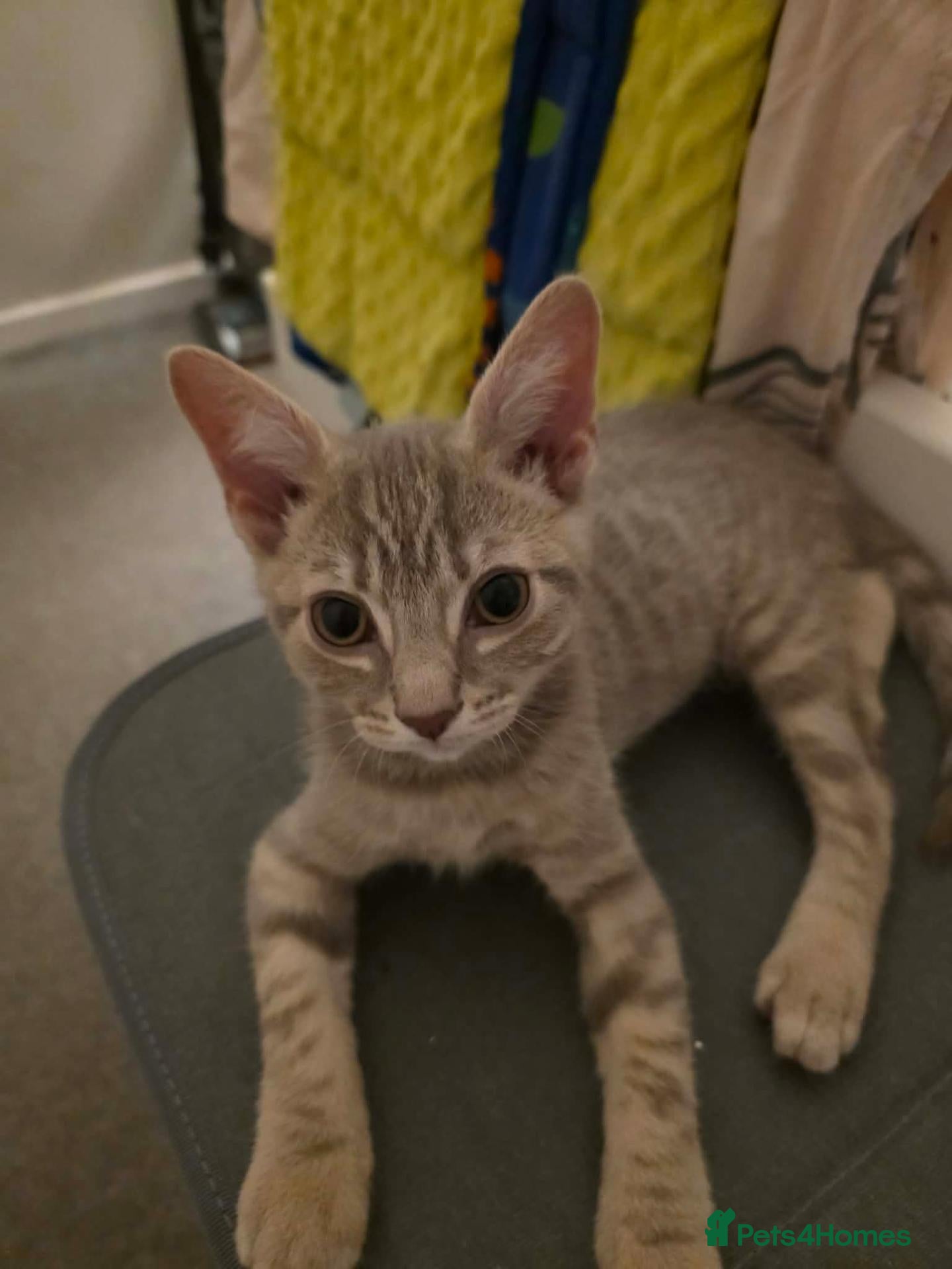 Mixed Breed cats Kitten for sale - Advert 1
