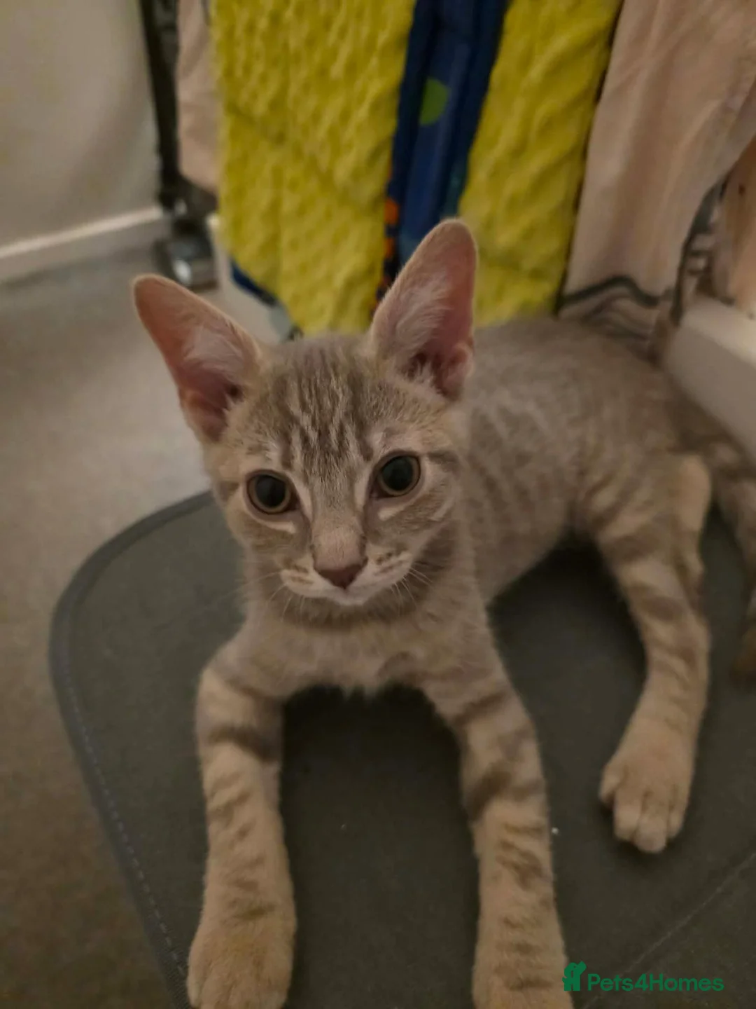Mixed Breed cats for sale: Kitten for sale - Advert 1