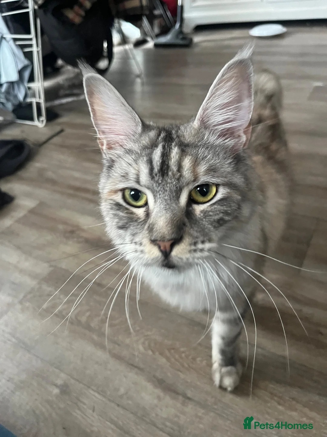 Maine Coon cats for sale: Two female cats  in Erith - Advert 2