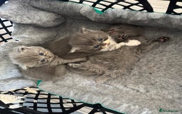British Longhair cats for sale: Beautiful British long hair kittens  - Image 3