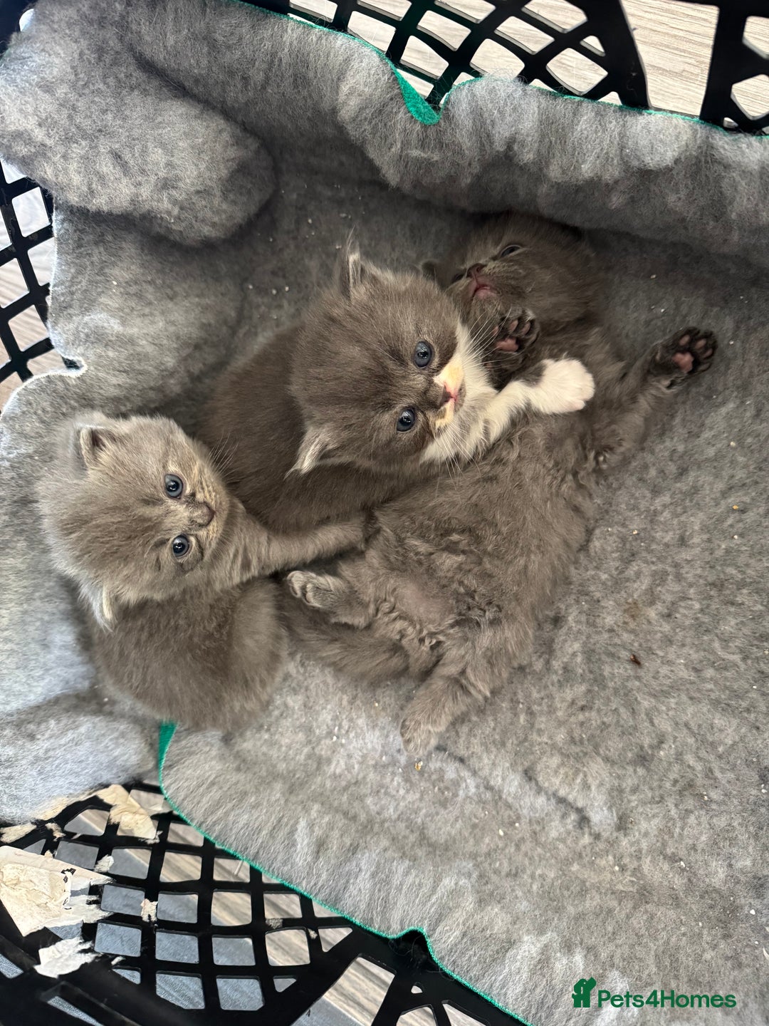 British Longhair cats for sale: Beautiful British long hair kittens  - Image 3