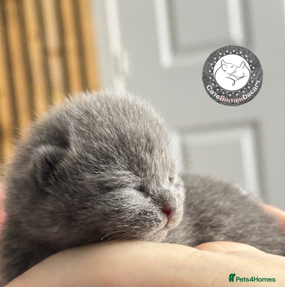British Shorthair cats for sale: 🏆Champions line🏆BSH Blue kittens  - Image 5