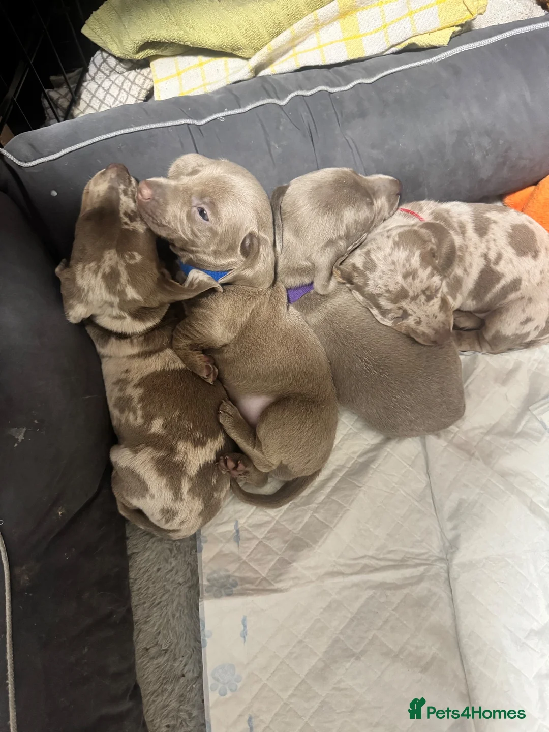 Dachshund dogs for sale: Dachshunds puppies - Advert 17