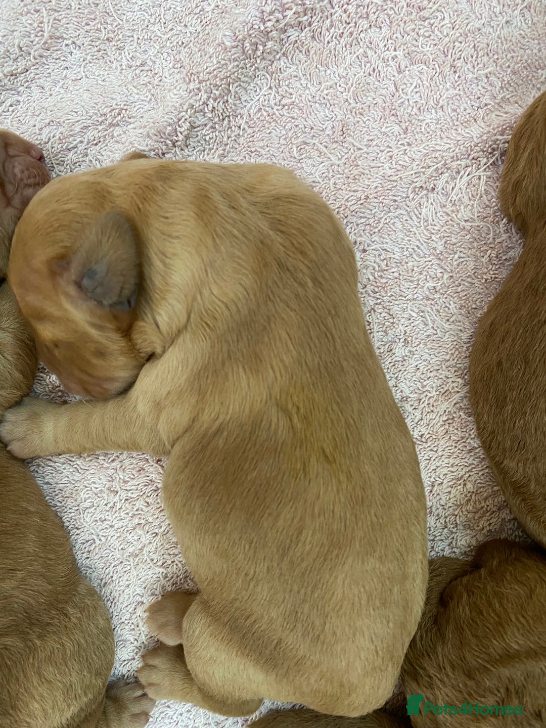 Labradoodle dogs for sale: F1 Red Miniature Labradoodles  - Advert 28