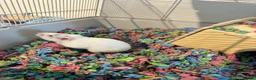 Hamster rodents for sale: 3 Syrian hamsters  in Manchester - Advert 2