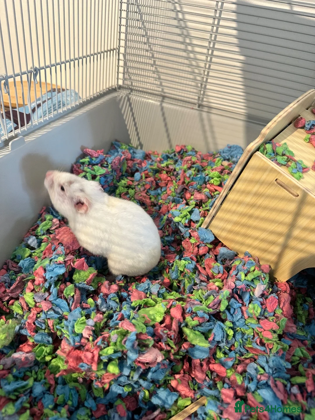 Hamster rodents for sale: 3 Syrian hamsters  in Manchester - Advert 2
