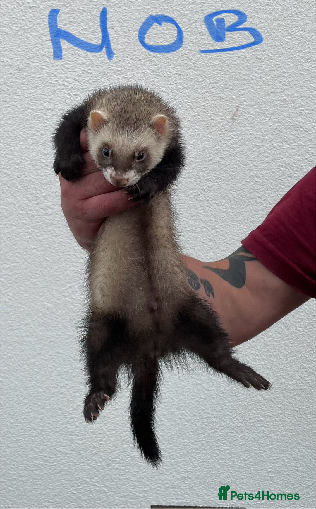 Ferret rodents for sale: Kits for sale - Image 4