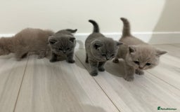 British Shorthair cats for sale: 4 adorable British shorthairs - Advert 4
