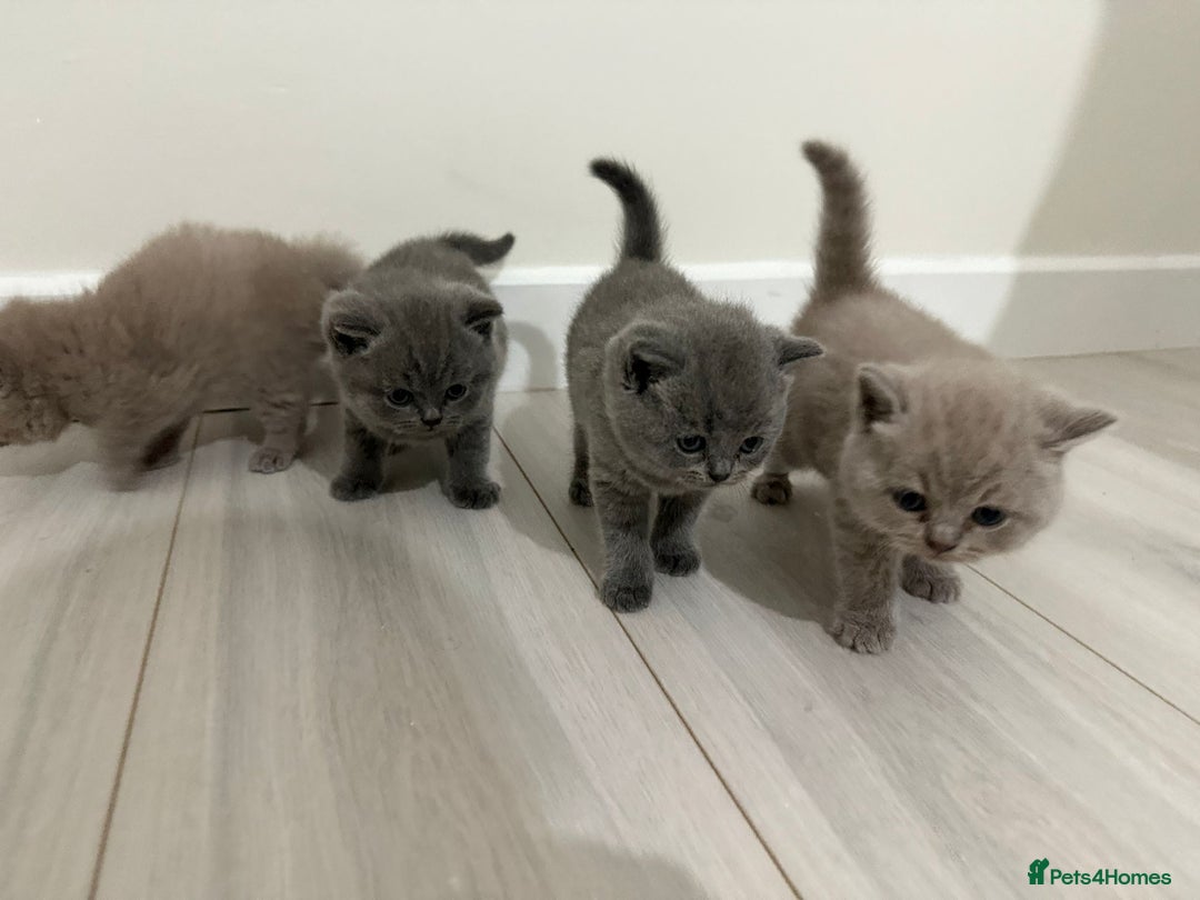British Shorthair cats for sale: 4 adorable British shorthairs - Advert 4