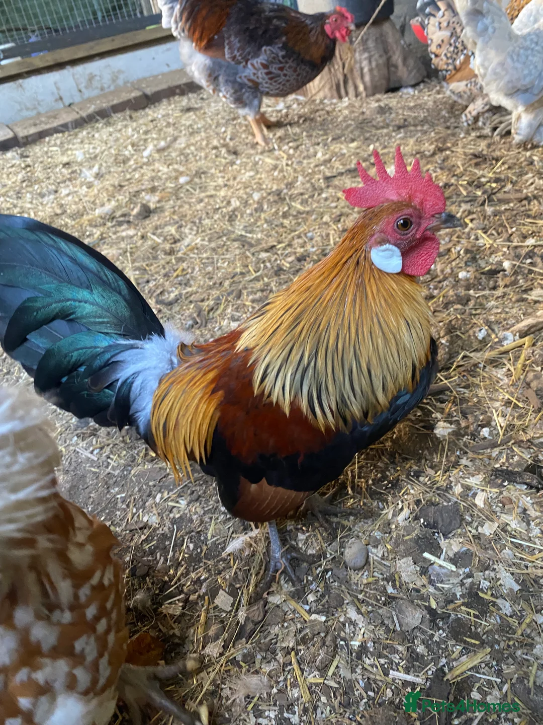 Chickens poultry for sale: Day old chicks - Advert 12