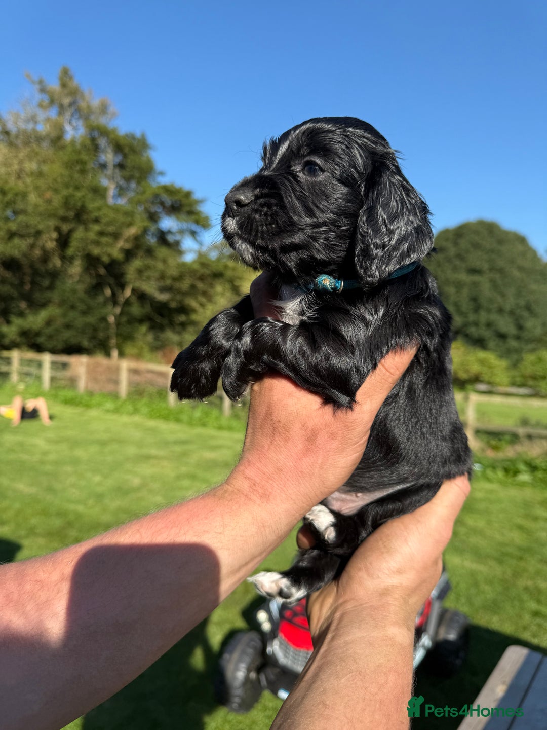 Cocker Spaniel dogs for sale: Working cocker spaniel - Image 22