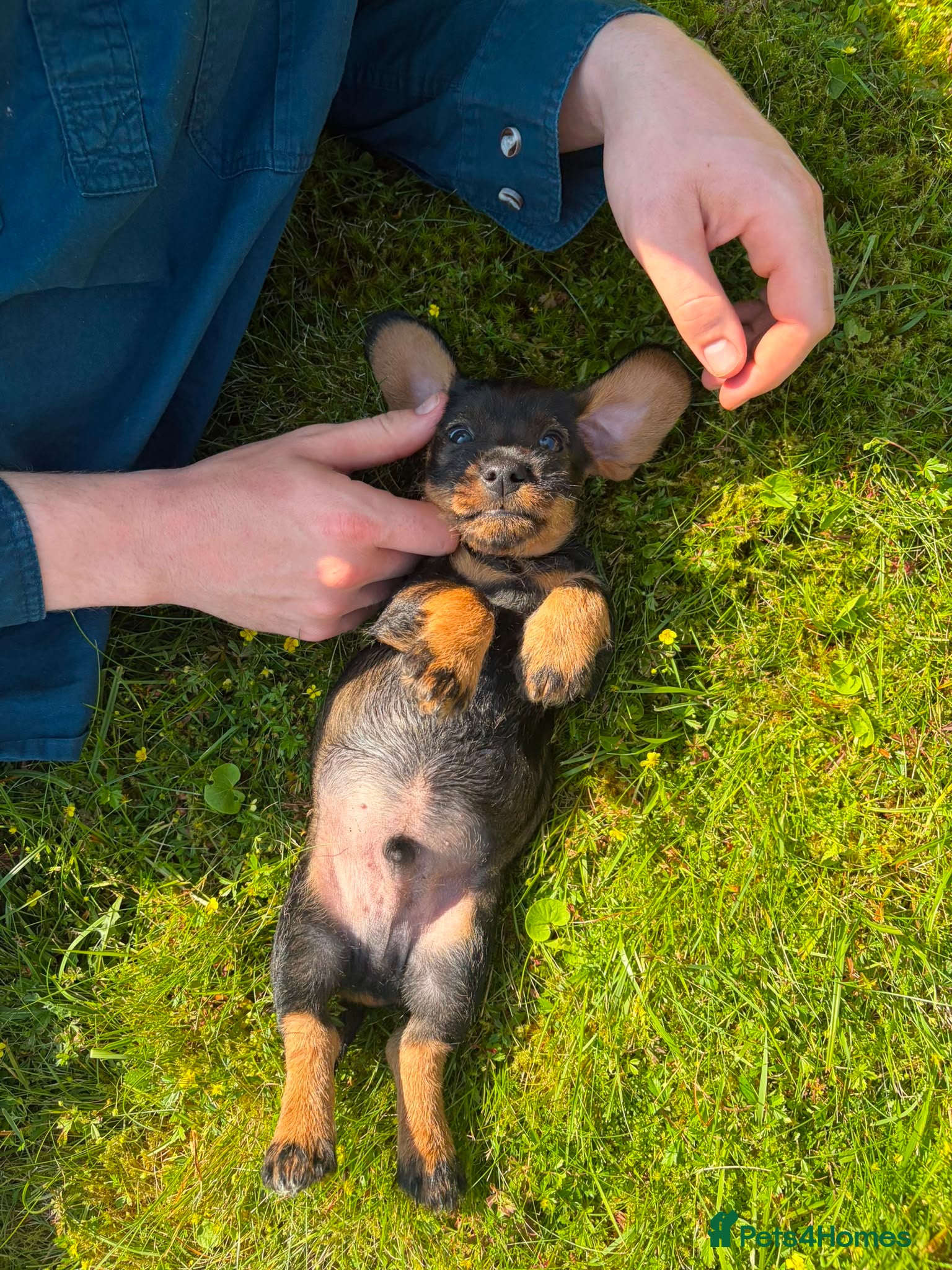 Dachshund dogs KC REG STANDARD WIRED HAIRED DACHSHUND (TECKELS) - Advert 1