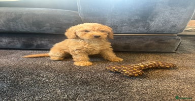 Mixed Breed dogs - Advert 12