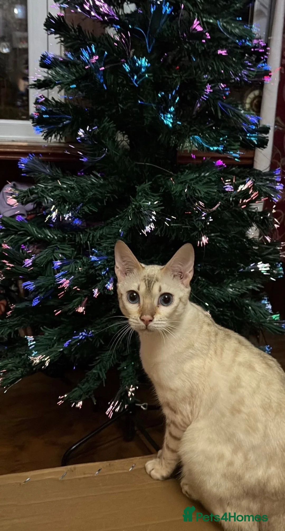 Bengal cats for sale: Snow lynx bengal - Advert 1